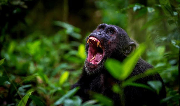 Chimpanzee Habituation in Burundi