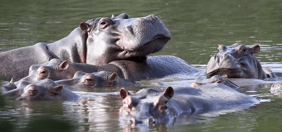hippos seen in awater pool