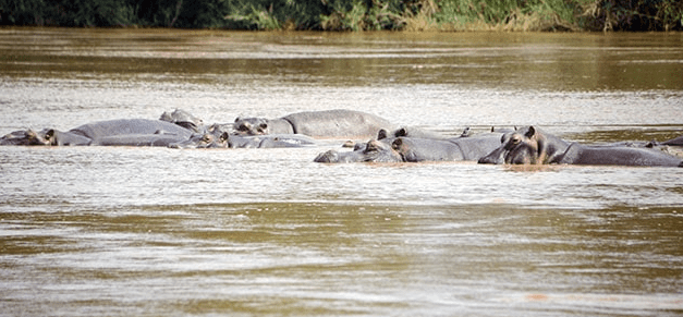 Burundi Birdwatching Destinations: 400+ Species to See Guide