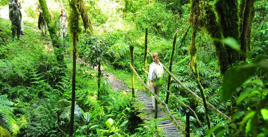 Community Forests in Burundi: Reforestation & Eco-Tourism kibira buffer zone trail