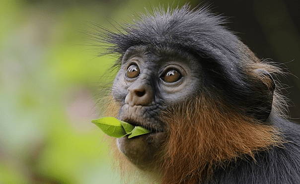 a baby chimpanzee spotted in the forest during a trek