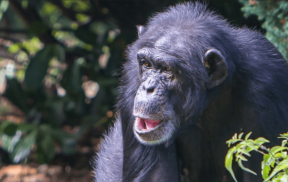 Best Time to Book Burundi Safari: Prices & Availability chimpanzee permit tracking