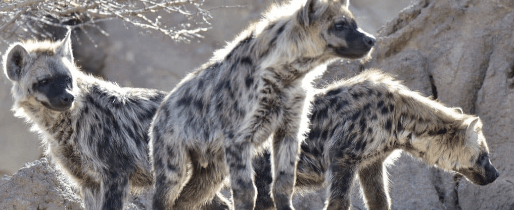 Wildlife Comparison: Rwanda vs. Burundi Safari Destinations leopards spotted