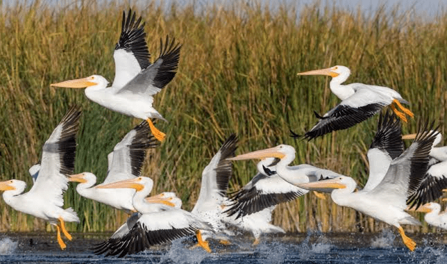 Migratory pelicans spotted during Seasonal Migration in Burundi