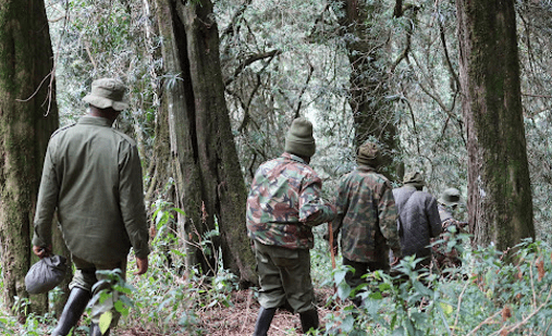 Ranger patrol supporting Burundi chimpanzee population recovery"