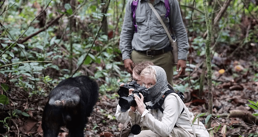 reseachers during a chimpanzee habituation experience in kibira