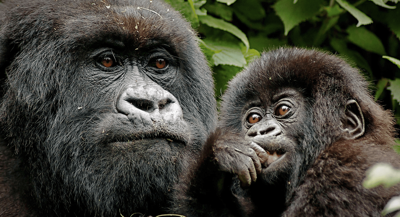 a mother gorilla and its baby witnessed in rwanda's volcanoes national park