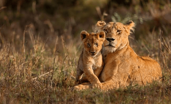 rwanda and burundi wildlife safaris guide