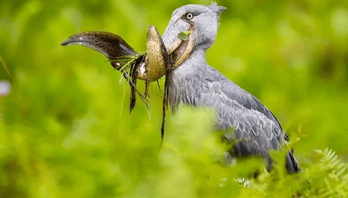 Burundi Birdwatching Destinations: 400+ Species to See waterbird safari delta