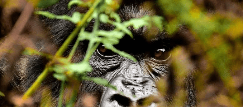 Burundi Chimpanzee Permitting Process: Everything You Need to Know
