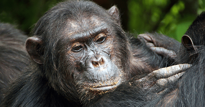 Alpha male vocalizations from Chimpanzee Family Groups in Kibira Forest