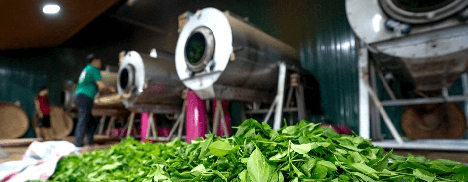 Tea Plantations in Burundi: Agricultural Tours & Rural Culture rwegura processing plant
