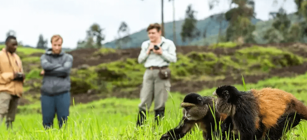 How to Plan a Chimpanzee Safari in Burundi From USA