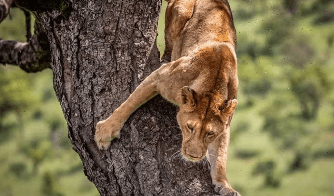 East Africa Loop: Uganda, Rwanda & Burundi 14-Day Trip Guide tree climbing lions uganda