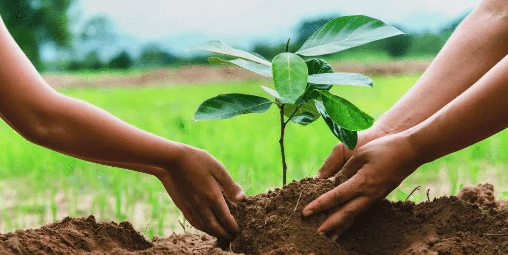 Community Forests in Burundi: Reforestation & Eco-Tourism kibira buffer zone trail