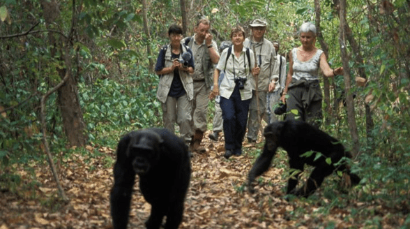 Responsible tourism supporting Burundi chimpanzee population recovery
