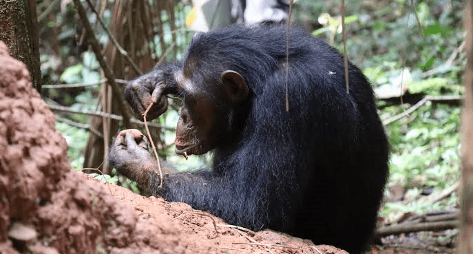 Tool-use behaviors within Chimpanzee Behavior Patterns in Burundi