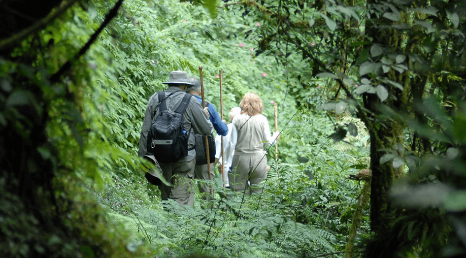 Volcano Hiking Rwanda + Chimpanzee Trekking Burundi: Adventure Combo teza ridge path