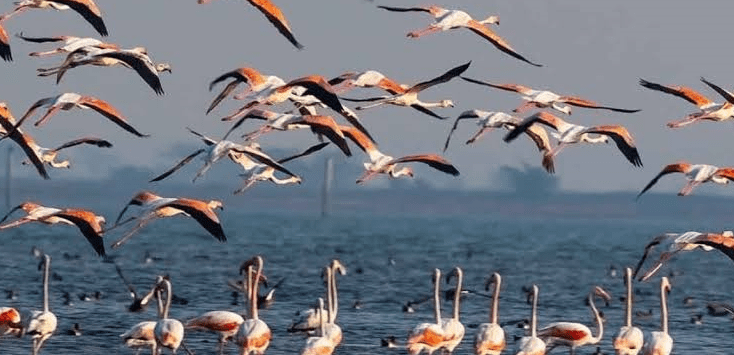 Majestic waterbirds arriving during the Seasonal Migration in Burundi