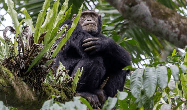 Burundi Chimpanzee Population Recovery: Tourism's Power to Save a Species