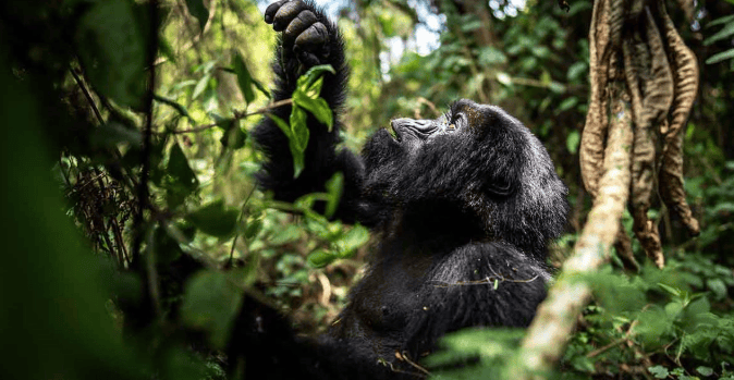 Basite Lodge Rwanda