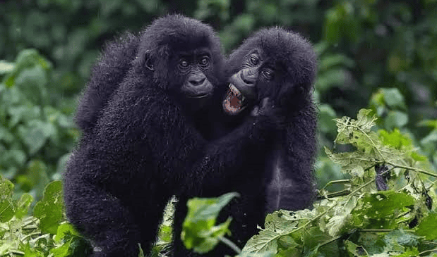 Gorillas spotted in volcanoes national park