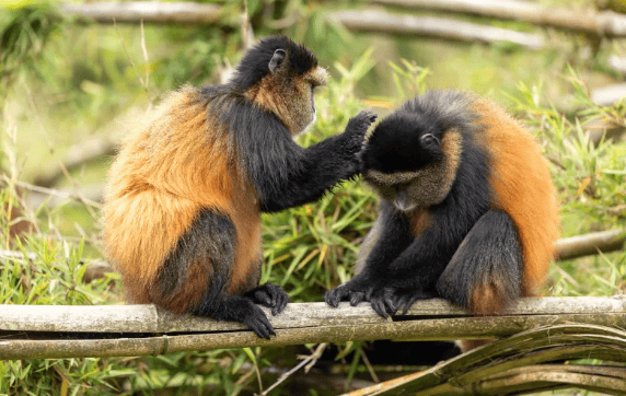 Lodges Golden Monkey Trekking