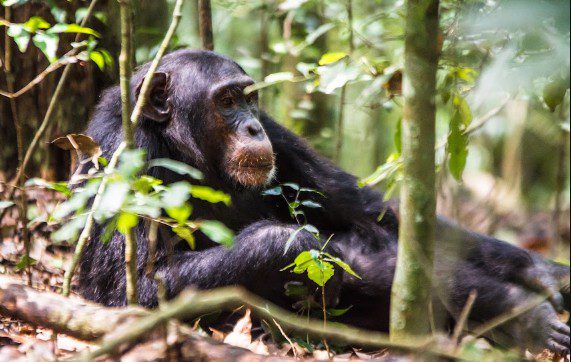 Chimp habituation vs standard trek