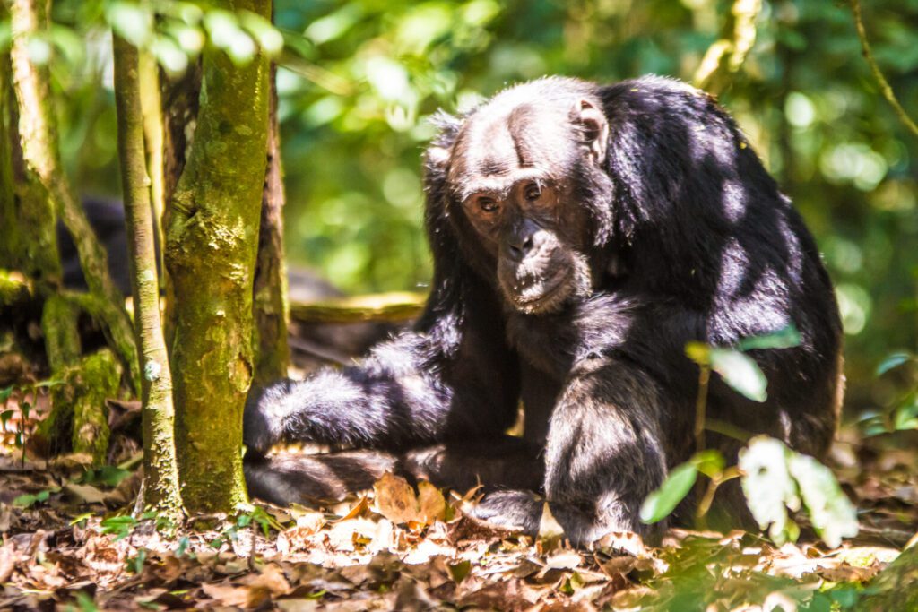 Chimp habituation vs standard trek