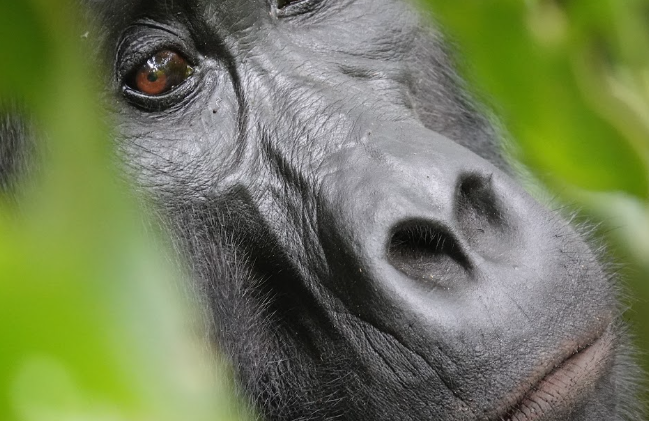 Fitness Level for Gorilla Trekking