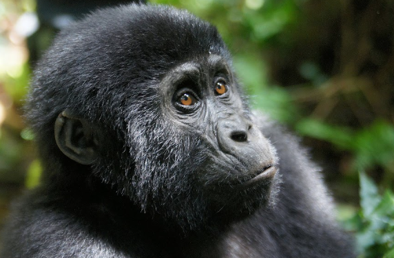 Gorilla Permit Booking Timeline
