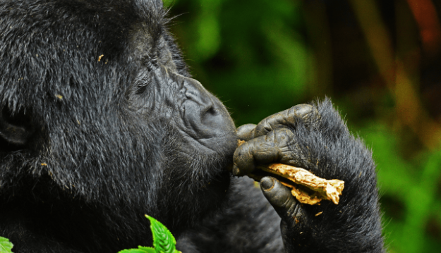 Gorilla Permit Booking Timeline
