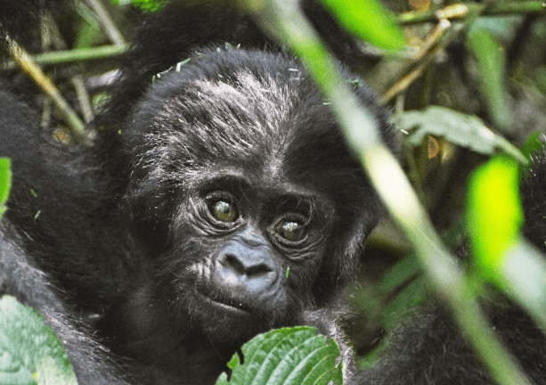 Gorilla Trekking Rules and Etiquette