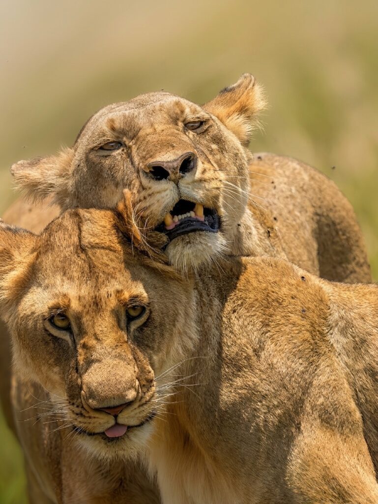 lions