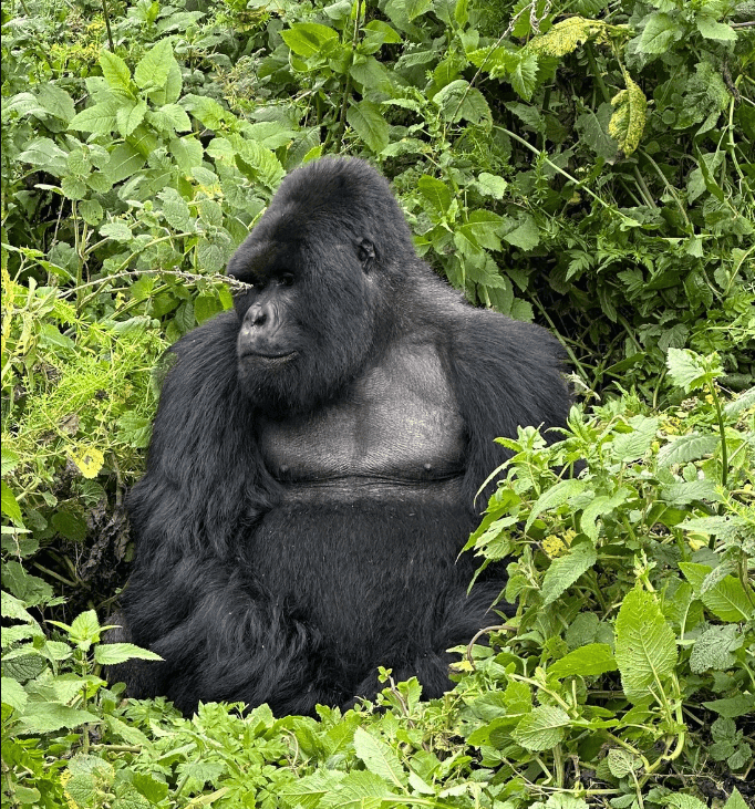 Rwanda family gorilla trekking