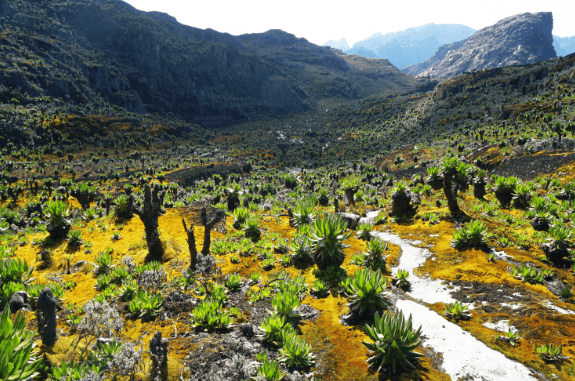 Rwenzori Mountains Hiking Guide-Feather Trails Safaris