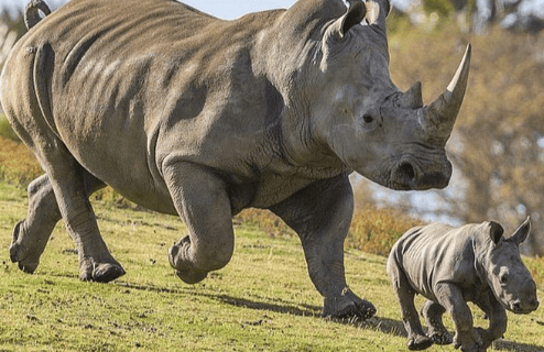 Ziwa Rhino Sanctuary Uganda