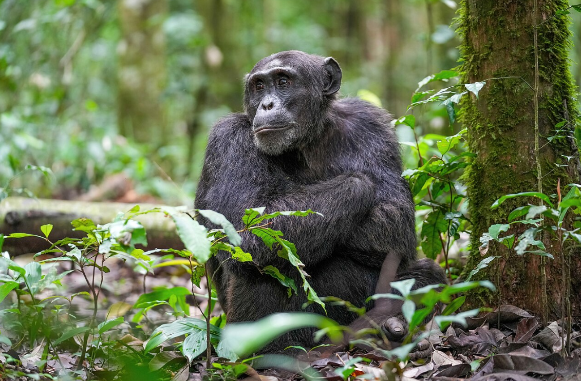 Chimpanzee tracking in Kibira National Park, Burundi