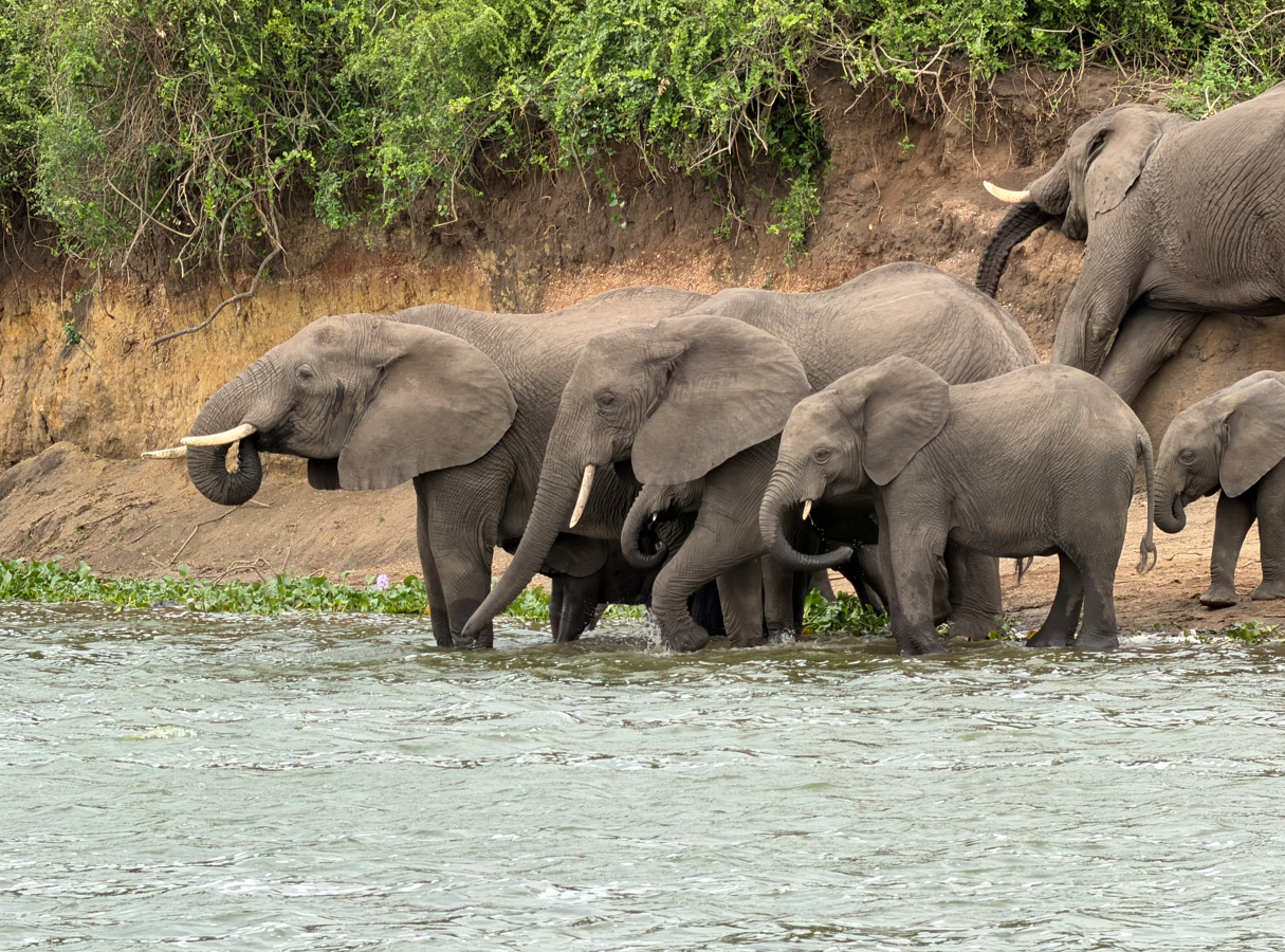 East African safaris