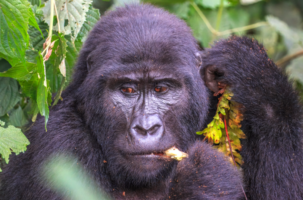 Gorilla trekking in Uganda