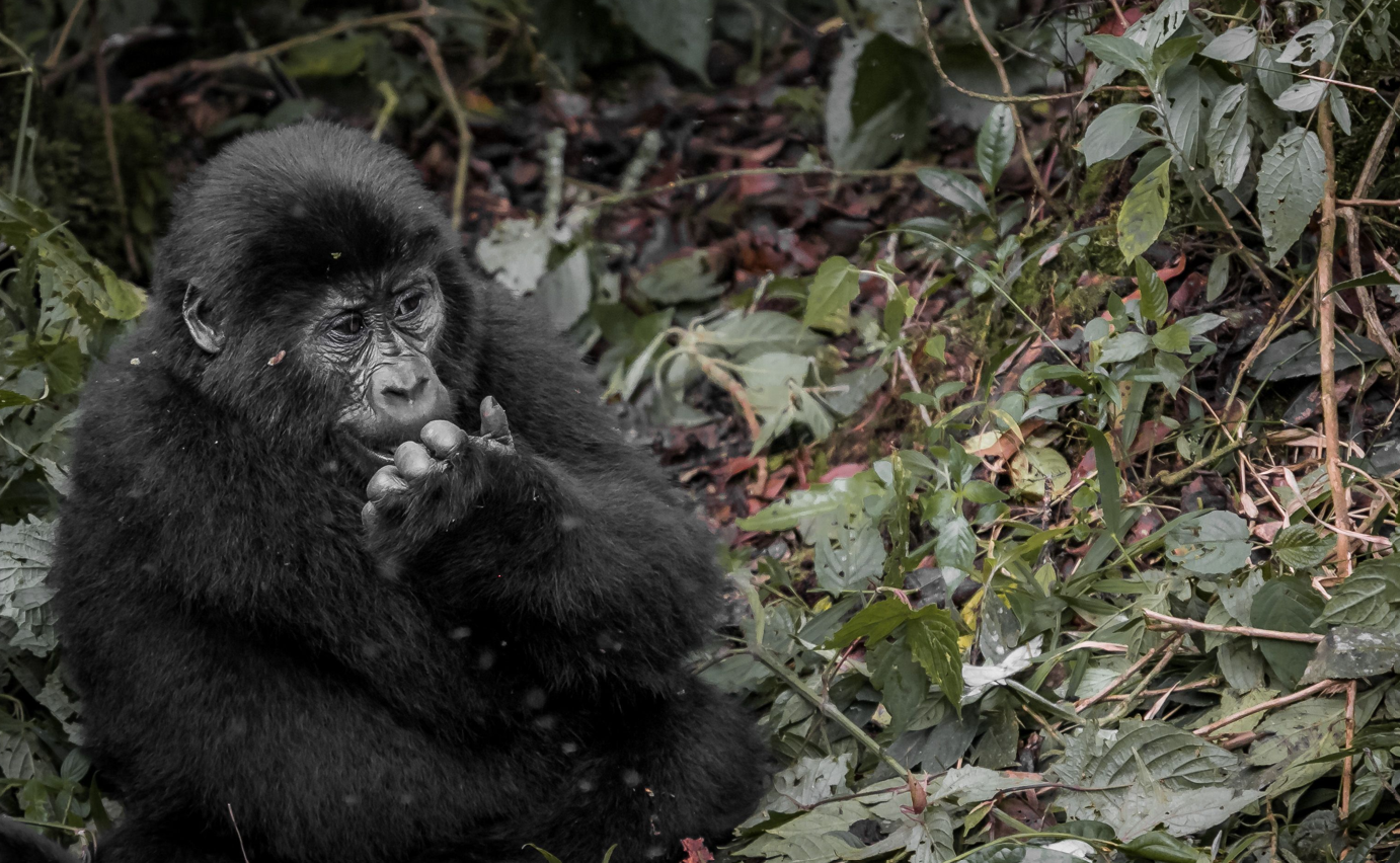 gorilla