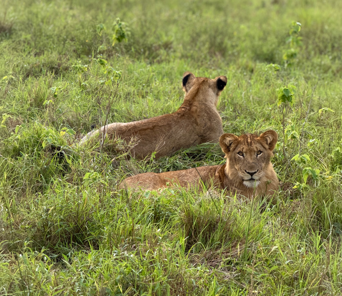 11 Days Rwanda and Uganda Primate Safari