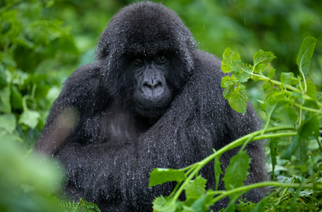 Bwindi vs Volcanoes gorilla trekking