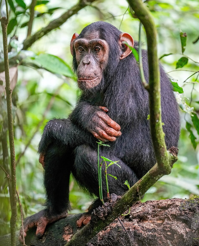 4 Days Burundi Cultural and Chimpanzee Tour
