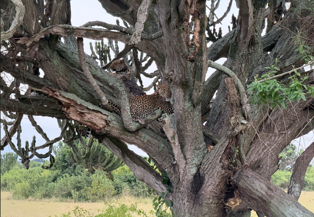 Uganda safari from Entebbe