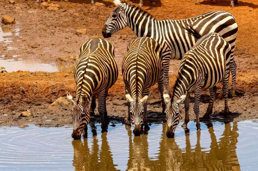 Kenya Safari – Masai Mara & Amboseli